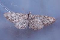 Eupithecia subfuscata