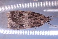 Scoparia basistrigalis