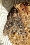 Mniotype solieri