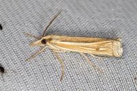 Ancylolomia tentaculella / disparalis