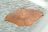 Watsonalla uncinula