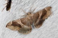 Dysgonia algira
