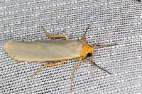 Eilema caniola