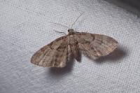 Eupithecia ericeata
