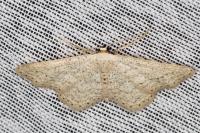 Idaea elongaria