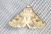 Anarta stigmosa atlantica