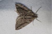 Thera cupressata