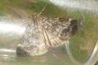 Evergestis sophialis