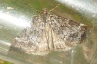Evergestis sophialis