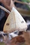 Rivula sericealis