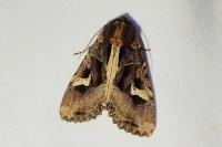Trigonophora flammea
