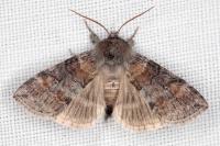 Cymatophorina diluta