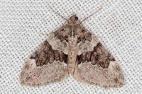 Thera britannica/variata