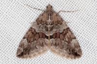 Thera britannica/variata