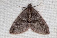 Thera britannica/variata