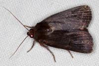 Amphipyra livida