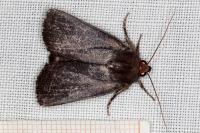 Amphipyra livida