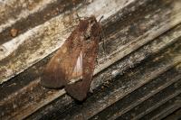 Peridroma saucia