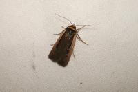 Ochropleura leucogaster