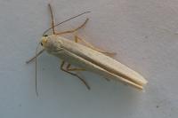 Eilema caniola