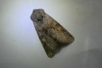 Aporophyla lueneburgensis