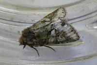 Dryobotodes roboris