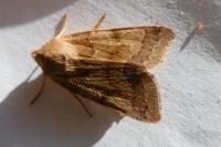 Anchoscelis helvola