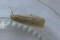 Pelosia muscerda