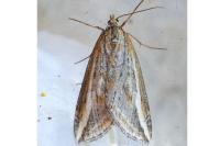 Chesias legatella