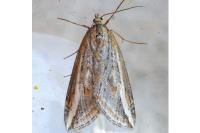 Chesias legatella