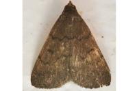 Nodaria nodosalis