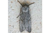 Lithophane leautieri