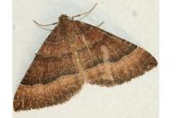 Larentia clavaria