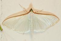 Palpita vitrealis