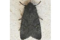 Aporophyla nigra