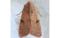 Ammopolia witzenmanni