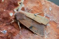 Ammopolia witzenmanni