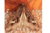 Trigonophora flammea