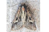 Trigonophora flammea