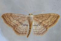 Scopula minorata