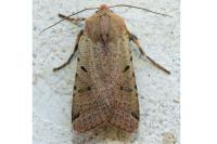 Agrochola lychnidis