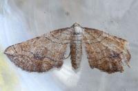 Coenocalpe millierata