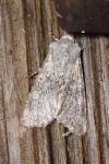 Aporophyla canescens