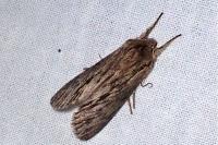 Asteroscopus sphinx