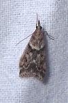 Eudonia angustea
