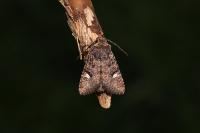 Dryobota labecula