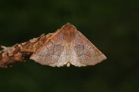 Crocallis tusciaria