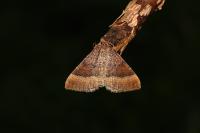 Larentia clavaria