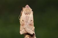 Agrochola lychnidis