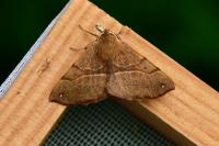 Colotois pennaria